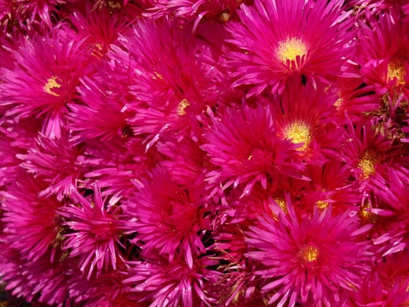 Lampranthus spectabilis en fleurs dans les pentes arides du Cap occidental en Corse